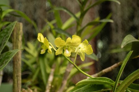 Téléchargez les photos : Dendrobium est un genre d'orchidées de la famille des Orchidaceae. - en image libre de droit