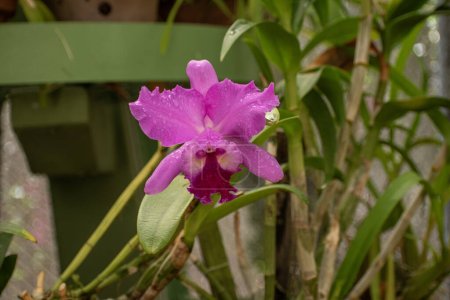 Téléchargez les photos : Dendrobium est un genre d'orchidées de la famille des Orchidaceae. - en image libre de droit