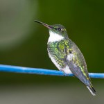 Hummingbird sucking from a feeder