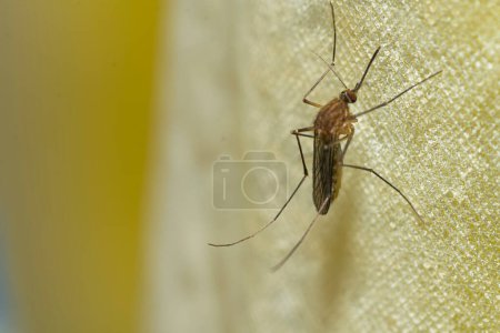 Mosquito perched on a bath curtain