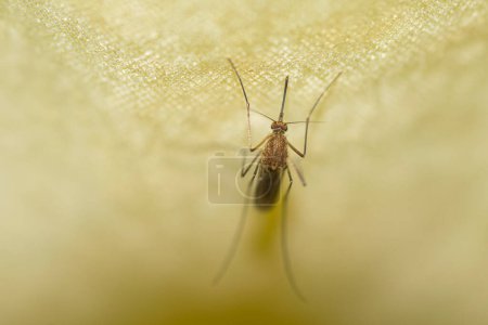 Mosquito posado en una cortina de baño