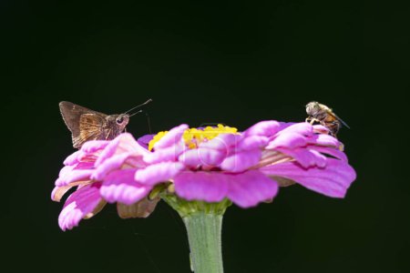 Papillon sautant argentin sur une fleur de zinnia pourpre 