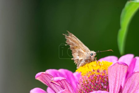 Papillon sautant argentin sur une fleur de zinnia pourpre
