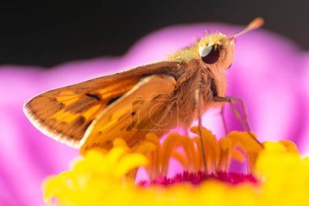Argentinischer springender Schmetterling auf einer lila Zinnia-Blume