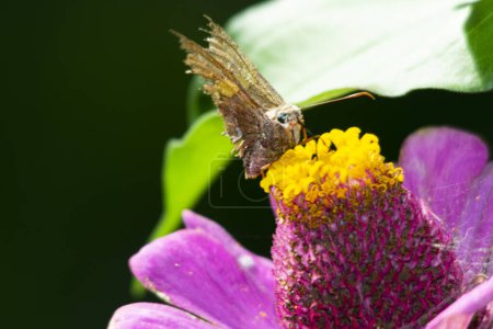 Papillon sautant argentin sur une fleur de zinnia pourpre