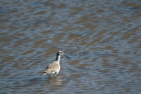 Lesser yellowlegs fishing in the lagoon , in Mar Chiquita , Buenos Aires , Argentina