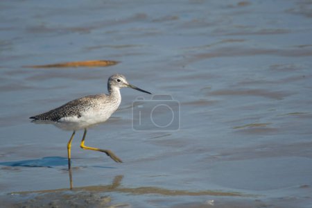 Lesser yellowlegs fishing in the lagoon , in Mar Chiquita , Buenos Aires , Argentina