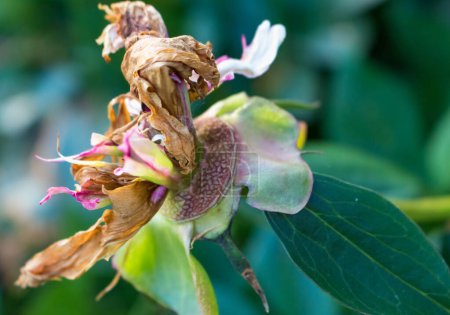 Téléchargez les photos : Rose flétri fleur de pivoine, flétrissement, vieillesse - en image libre de droit
