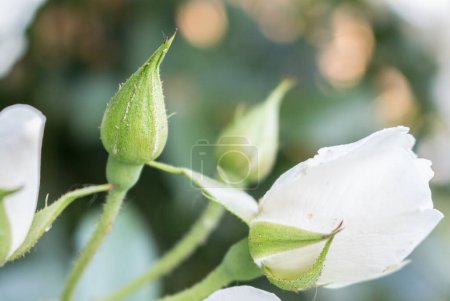 Téléchargez les photos : Fleurs roses blanches, alose crème - en image libre de droit