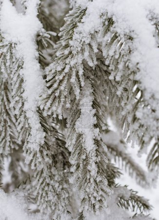Téléchargez les photos : Branches d'épinette avec givre et neige, ambiance hivernale - en image libre de droit