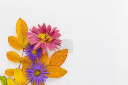Téléchargez les photos : Chrysanthèmes et feuilles de rose sur fond blanc, vue de dessus, couleurs automnales - en image libre de droit