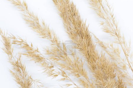 Téléchargez les photos : Épis de maïs sur fond blanc, céréales sauvages - en image libre de droit