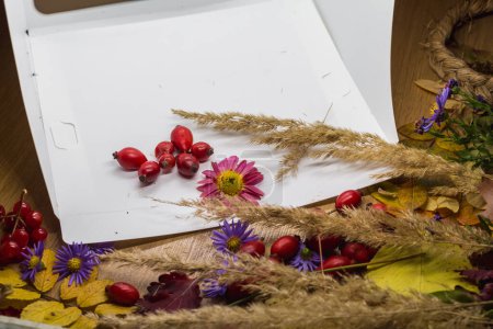 Téléchargez les photos : Tournage du feuillage d'automne dans une lightbox, épillets et rose sauvage - en image libre de droit