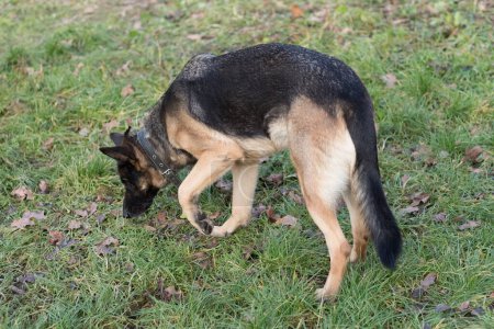 Photo for Muzzle dog breed german shepherd, female - Royalty Free Image