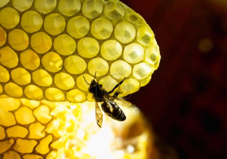Téléchargez les photos : Abeille sur peignes remplis de miel, récolte de miel d'été - en image libre de droit