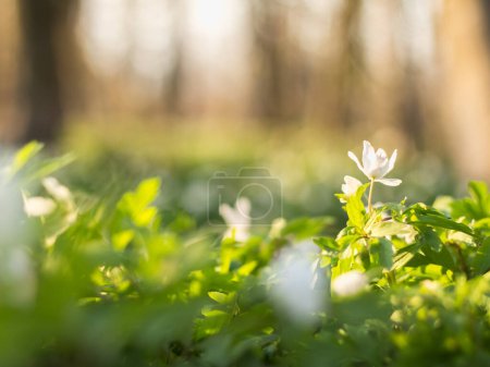 Photo for White anemone flowers in the spring forest, delicate flower, blurred backgroun - Royalty Free Image