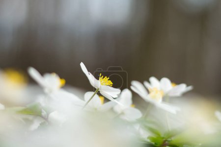 Téléchargez les photos : Fleurs d'anémone blanche dans la forêt de printemps, fleur délicate, fond flou - en image libre de droit