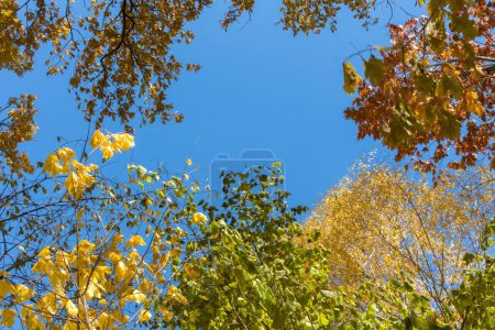 Téléchargez les photos : Forêt d'automne, vue sur le ciel à travers les branches des arbres, journée ensoleillée - en image libre de droit