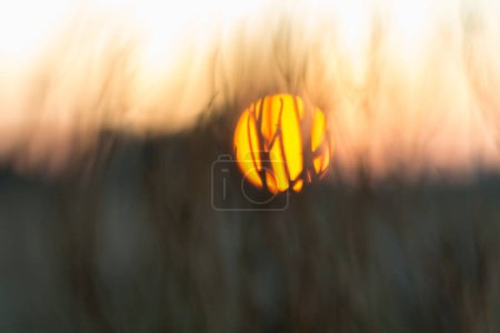Téléchargez les photos : Vue sur le soleil couchant à travers l'herbe sèche, imag flou - en image libre de droit