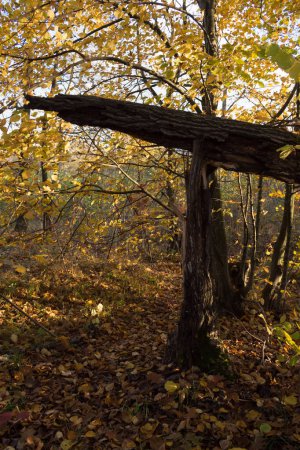 Téléchargez les photos : Branches cassées et des arbres dans la forêt après un stor - en image libre de droit