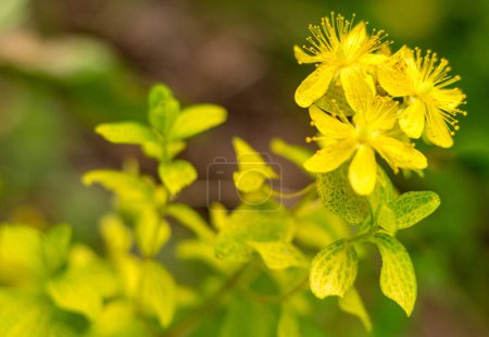 St. John's wort plant with flowers close-up