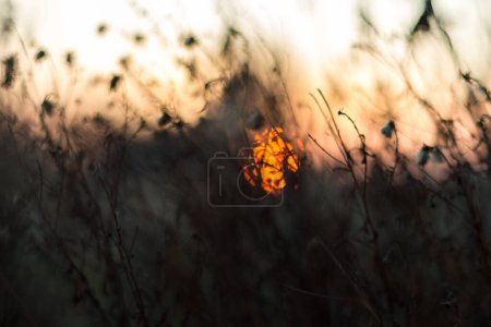 Trockene Pflanzen vor dem Hintergrund des Sonnenuntergangs, abstractio