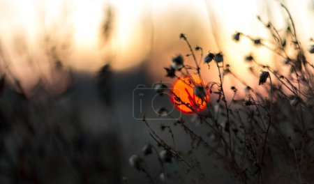 Trockene Pflanzen vor dem Hintergrund des Sonnenuntergangs, abstractio
