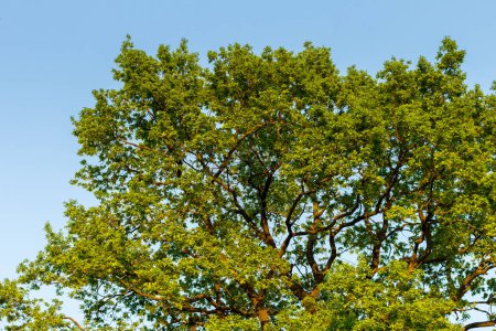 Téléchargez les photos : Couronne d'un grand chêne, feuilles vertes d'été - en image libre de droit