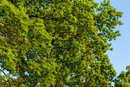 Téléchargez les photos : Couronne d'un grand chêne, feuilles vertes d'été - en image libre de droit