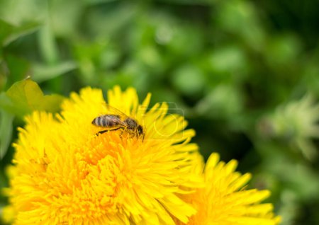 Honigbiene auf Löwenzahn, Sommergarde
