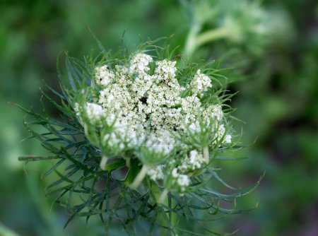 Close-up of carrot blossom, white flower with small green leaves