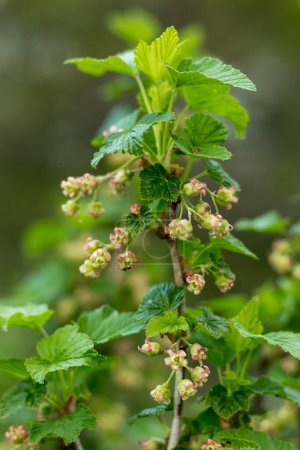 currant bush with flowers, close-up, blooming in sprin