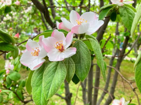Las flores de membrillo (Cydonia oblonga) también llamadas membrillo es una especie de arbustos o pequeños árboles de la familia Rosaceae. Sus frutos son membrillos también llamados manzanas doradas o peras Cydonia.