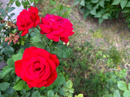 Photo for Rose in the garden, red rose with green leaves. Rose background - Royalty Free Image
