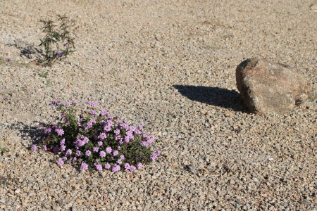 Téléchargez les photos : Flowering low rise shrub of Lantana Montevidensis and a small boulder used in desert style xeriscaping - en image libre de droit