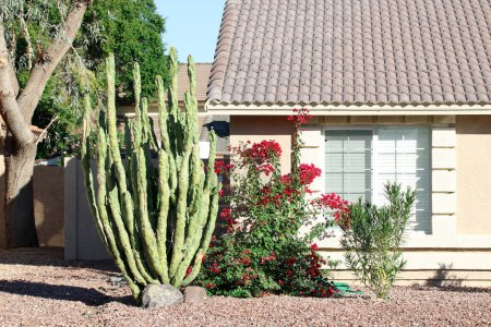 Téléchargez les photos : Arizona desert style xeriscaped front yard with drought tolerant Bougainvillea and Totem Pole cactus - en image libre de droit