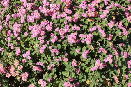 Téléchargez les photos : Close up of flowering shrub of Lantana Montevidensis used in desert style xeriscaping - en image libre de droit