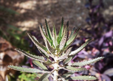 Wüstenpflanze der Kalanchoe Daigremontiana Sukkulente, auch bekannt als Mutter Tausender oder Teufelsrückgrat; geringe Schärfentiefe, traumhaft glattes Bokeh