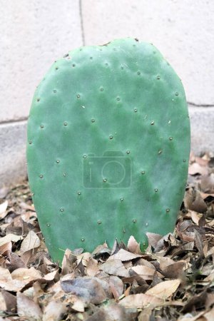 Foto de Paleta verde comestible de cactus Nopales creciendo en Arizona patio trasero - Imagen libre de derechos