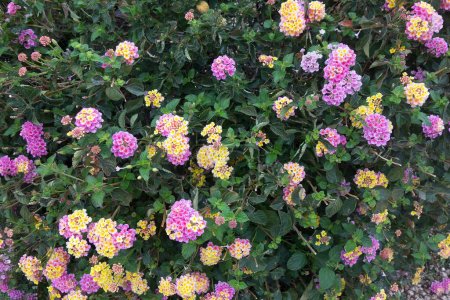 Téléchargez les photos : Floraison Lantana Montevidensis utilisé dans le style du désert xeriscaping, fond coloré naturel - en image libre de droit