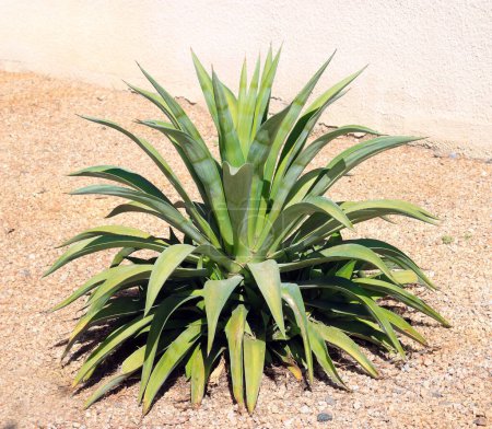 Agave desmettiana or Smooth Agave leaf succulent rosette in xeriscaped yard in Phoenix, Arizona