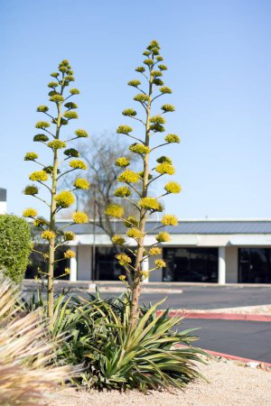 Téléchargez les photos : Coloration d'inflorescence agave dans les rues jaunes xériscapées de Phoenix, Arizona - en image libre de droit