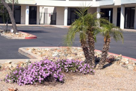 Téléchargez les photos : Entrée du parking Xeriscaped avec fleurs Trailng Lantana Montevidensis et Pigmy Palms utilisés dans l'aménagement paysager de style désert combiné avec du gravier et des roches - en image libre de droit