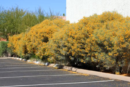 Blühende Cassia Artemisioides, oder Gefiederte Cassia, die als Akzentheckenstrauch am Rande eines Parkplatzes verwendet wird