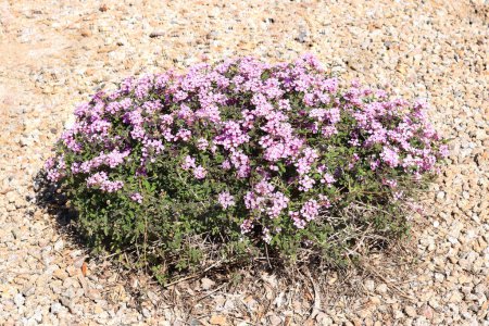 Téléchargez les photos : Terrain xériscapé avec arbuste à fleurs de Lantana Montevidensis utilisé dans l'aménagement paysager de style désert - en image libre de droit
