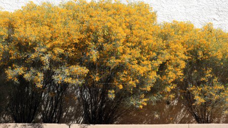 Téléchargez les photos : Blooming Cassia Artemisioides, ou Feathery Cassia, utilisé comme arbuste de haie accent le long du mur de construction - en image libre de droit