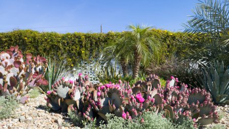 Majestic magenta flowering Beavertail prickly pear, Opuntia basilaris, with other drought tolerant plants covering desert style ground