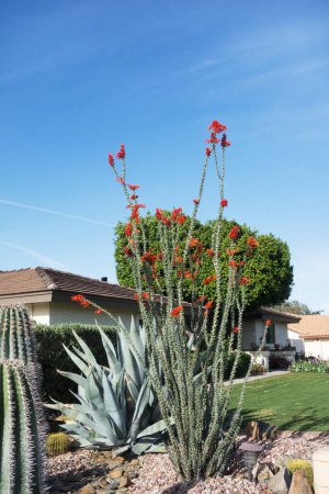 Téléchargez les photos : Côté désert de l'Arizona avec cactus, agave, ocotillo et autres plantes résistantes à la sécheresse - en image libre de droit