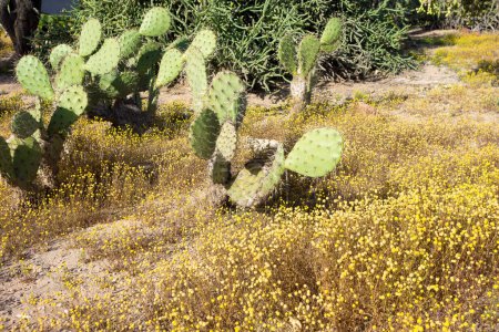 Foto de Paletas verdes espinosas de cactus Nopales creciendo en el desierto de Arizona - Imagen libre de derechos