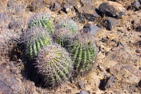 A cluster of Fishhook Barrel cacti in arid and rugged desert terrain, Arizona